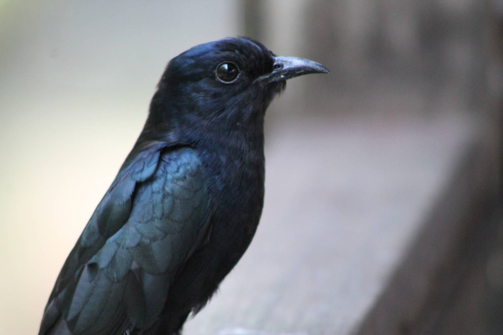 drongo cuckoo (Surniculus lugubris)