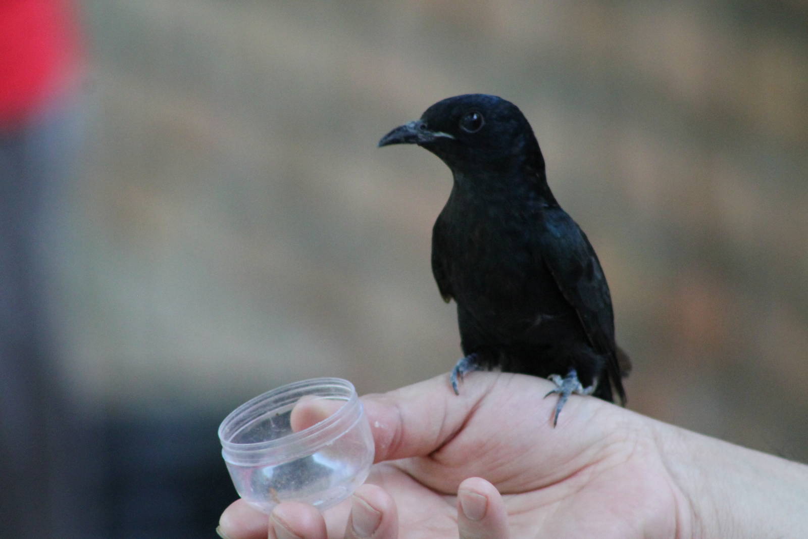 drongo cuckoo (Surniculus lugubris)