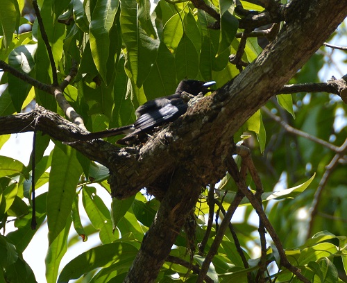 Drongo on nest