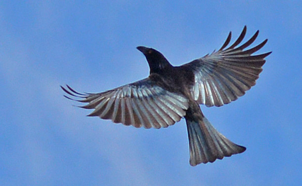 Drongo