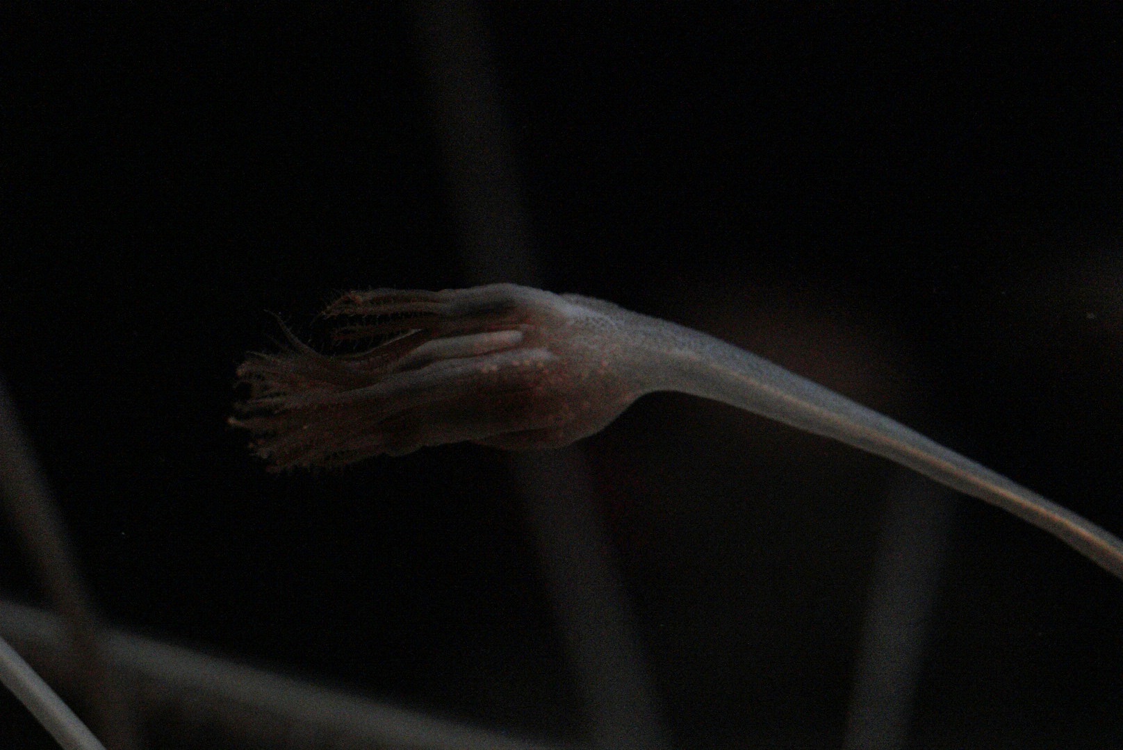 Droopy Sea Pen (Umbellula lindahli)