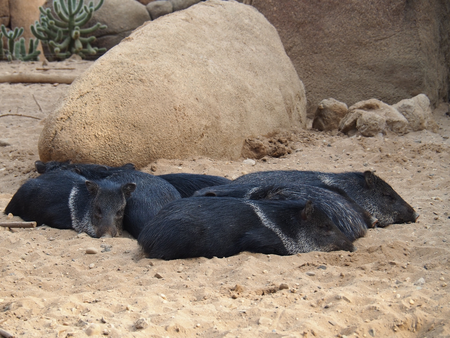 Drove of collared peccaries (Pecari tajacu), Sep 16th, 2018