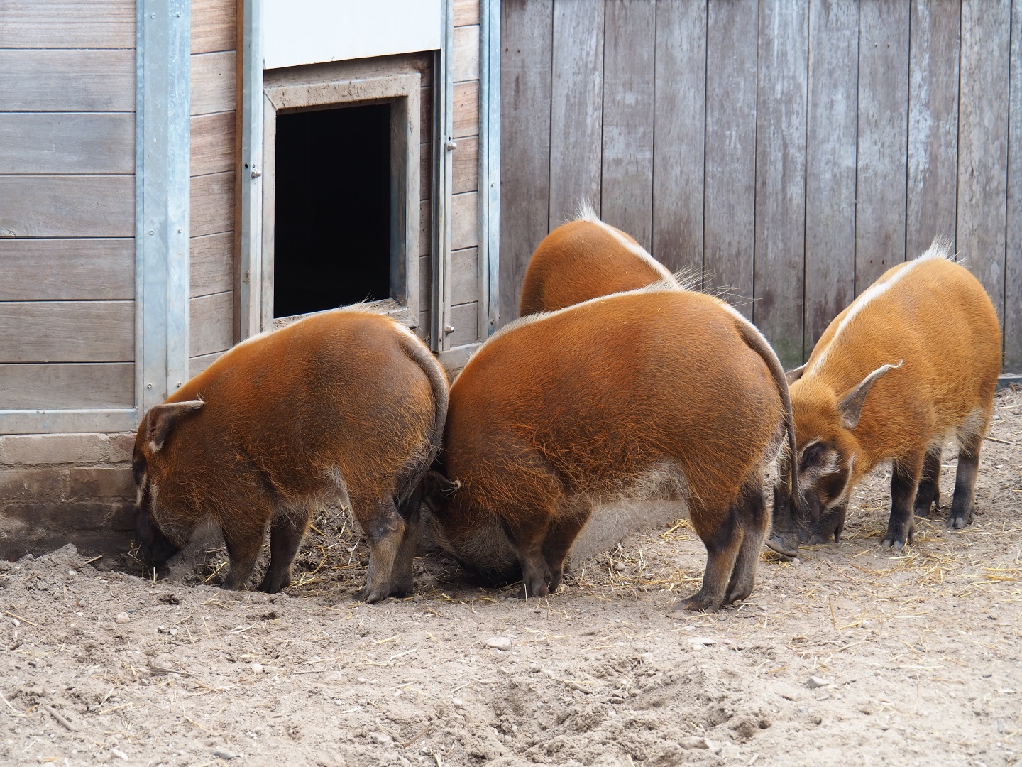 Drove of red river hogs (Potamochoerus porcus), 2019-04-06
