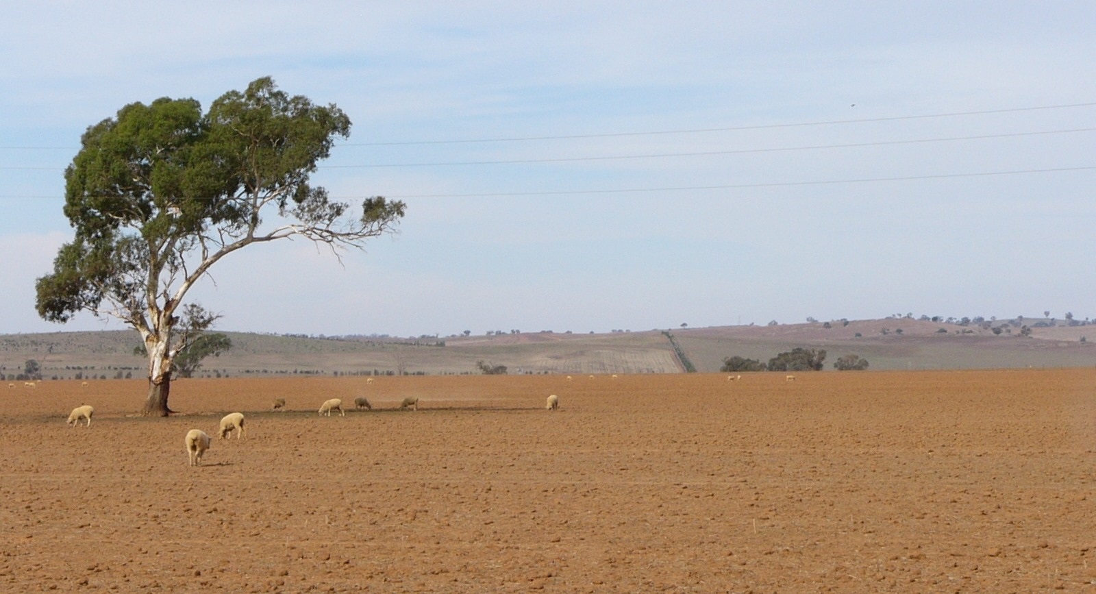 Dry paddock, NSW
