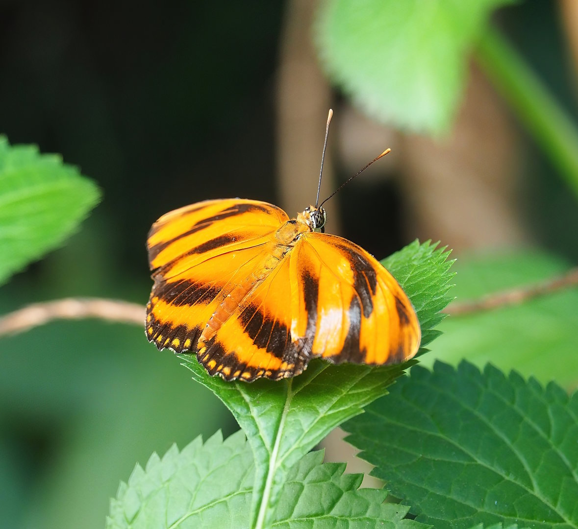 Dryadula phaetusa, 2023-10-07