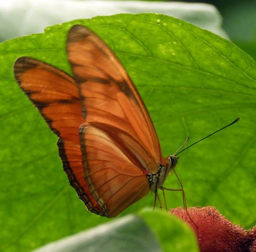 Dryas Iulia (22-7-17 Faunia)