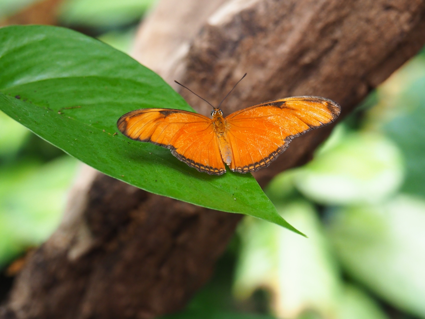 Dryas iulia - Flame