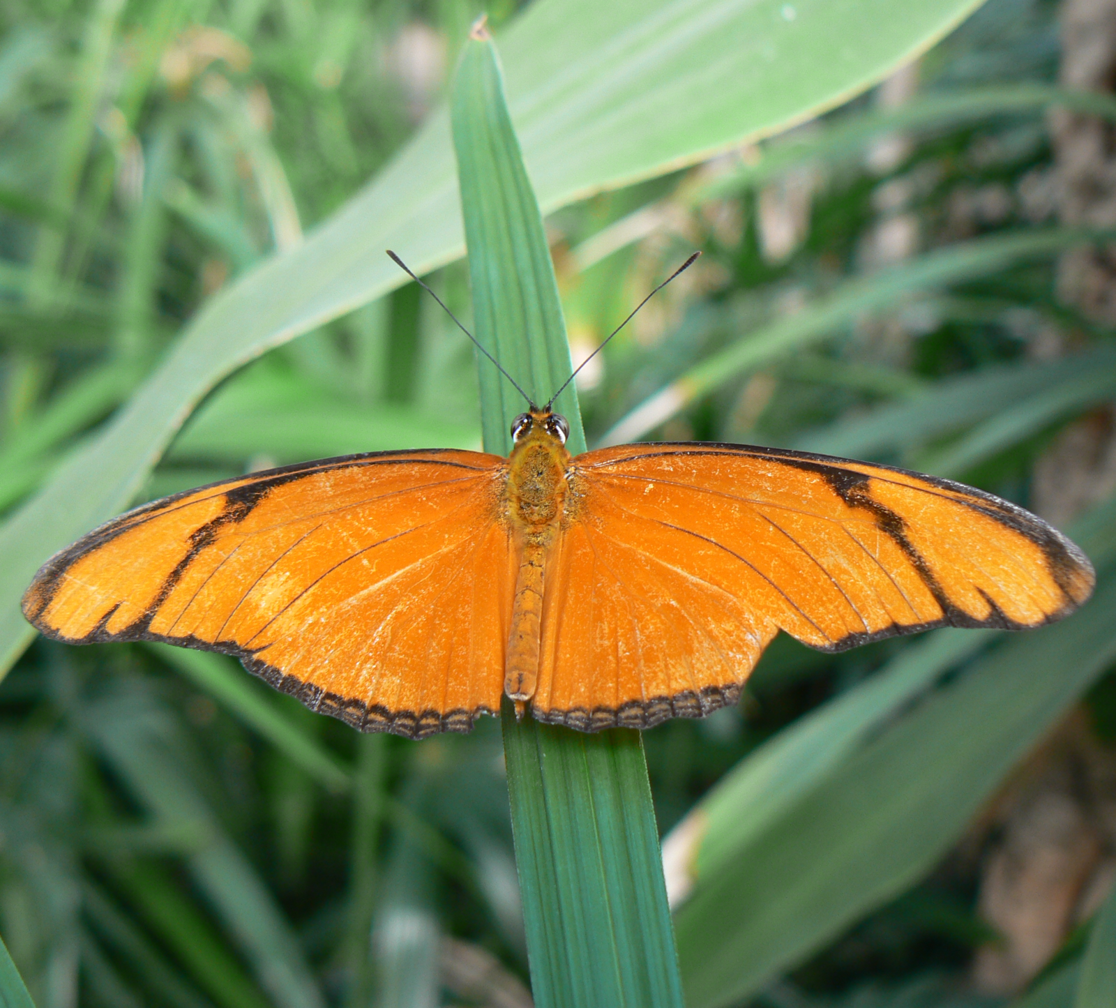Dryas Julia