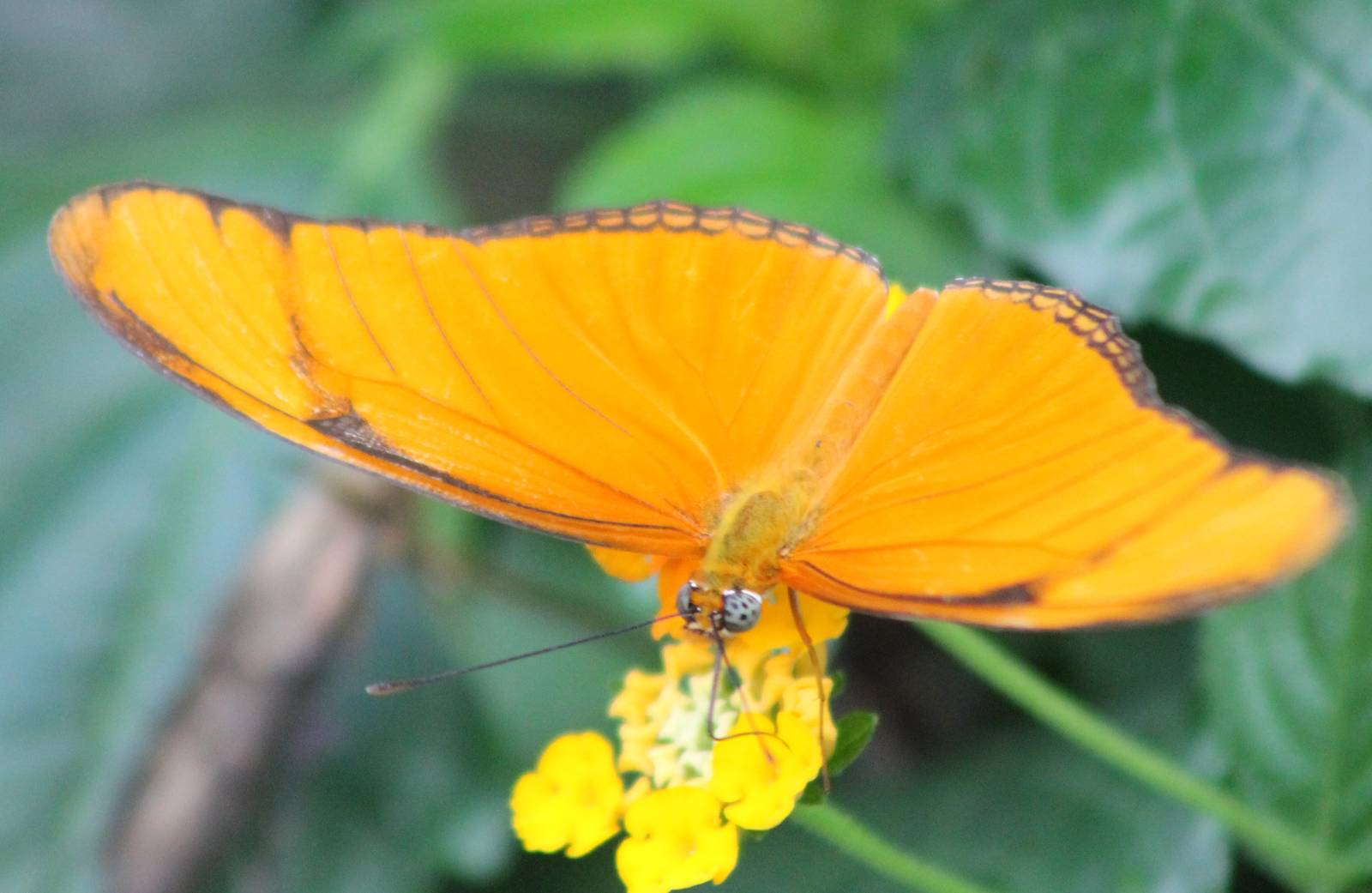 Dryas sp.