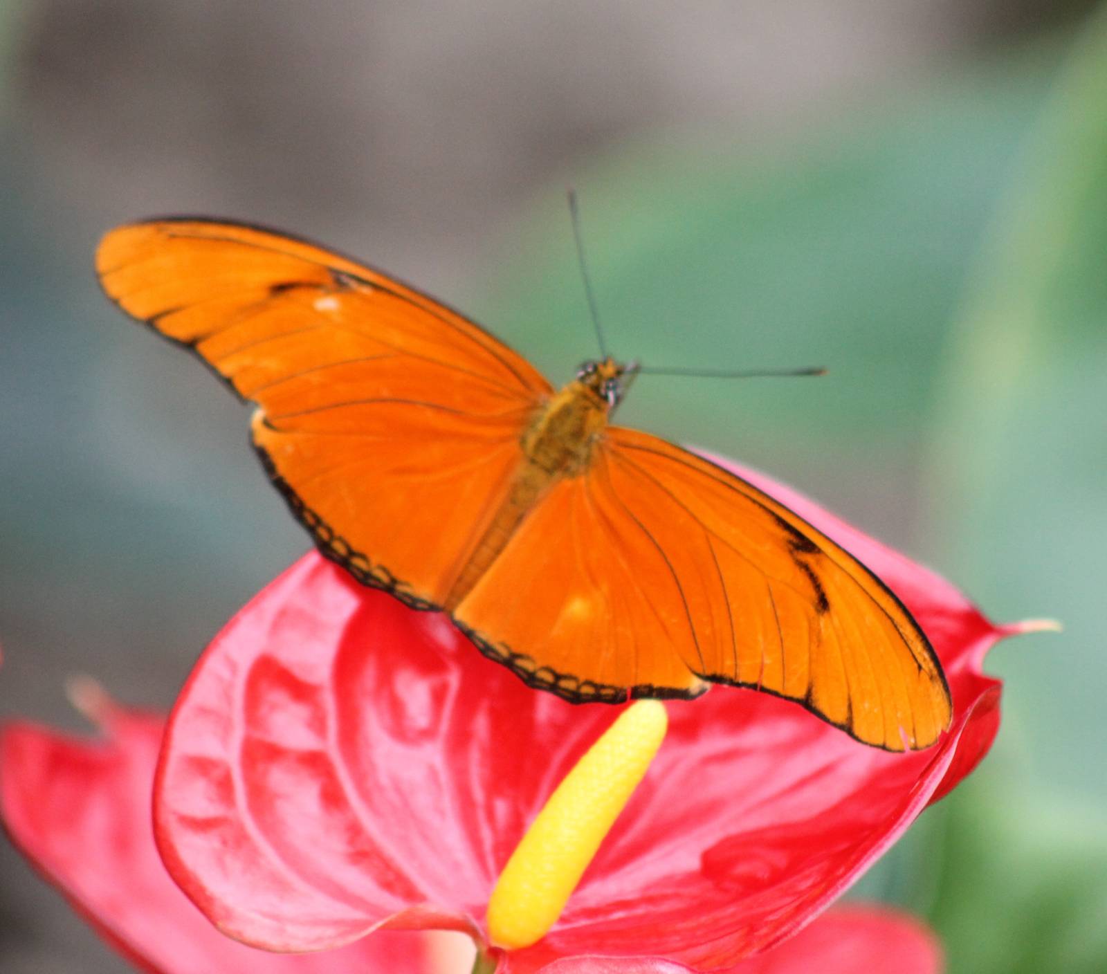 Dryas species