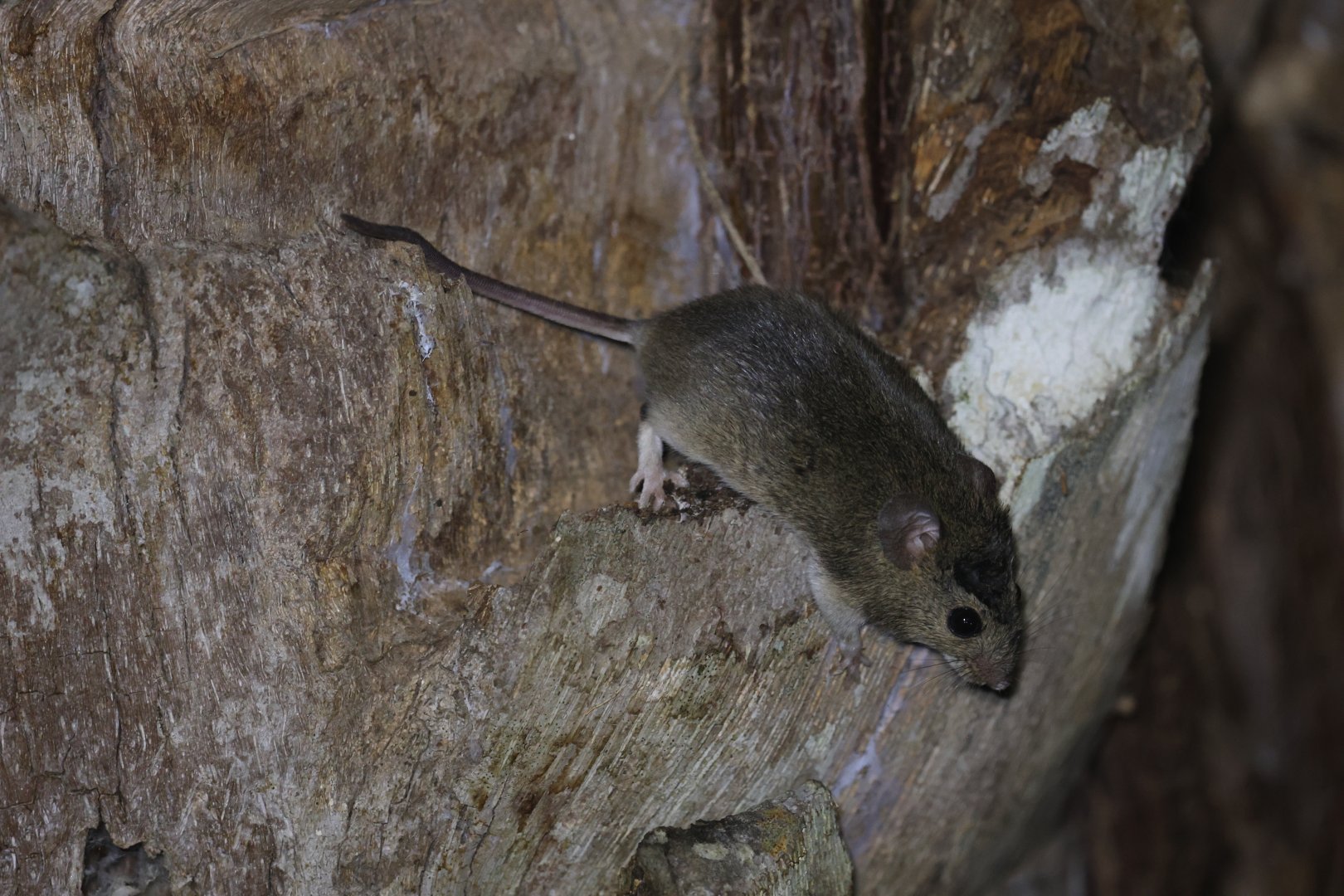 drylands vesper mouse (Calomys musculinus)