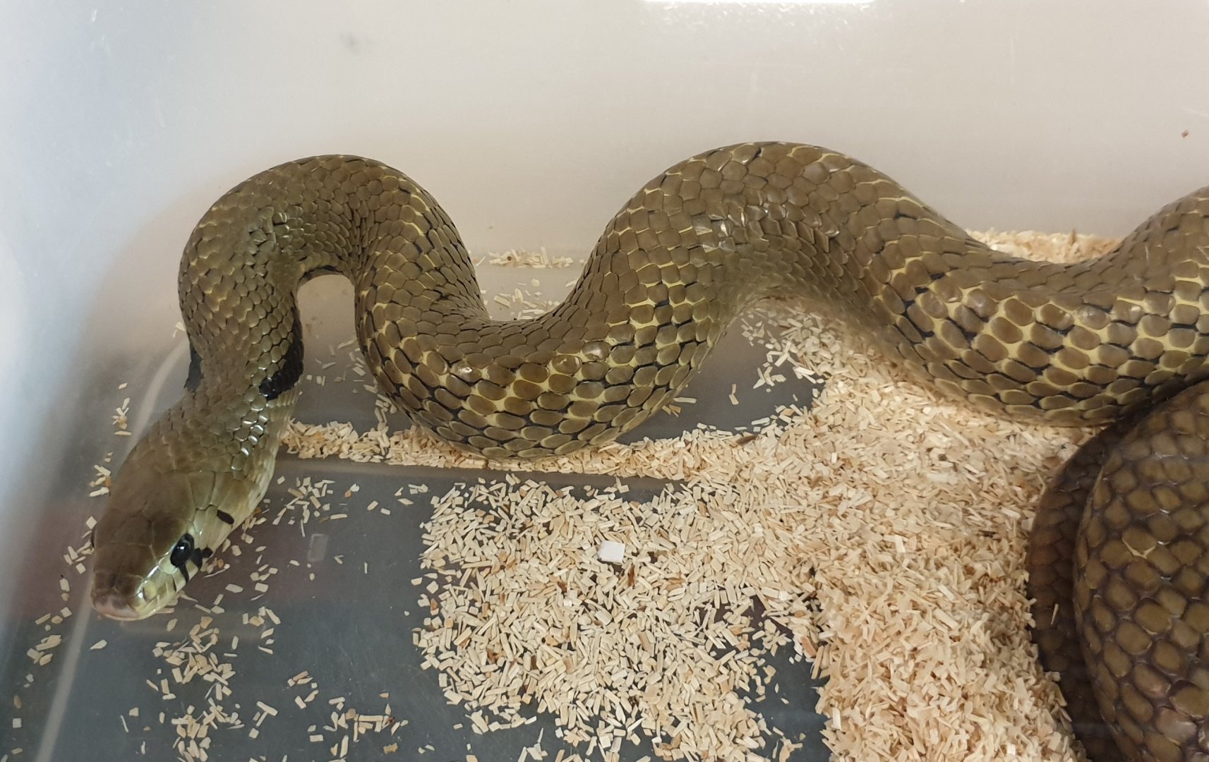 Drymarchon corais melanurus