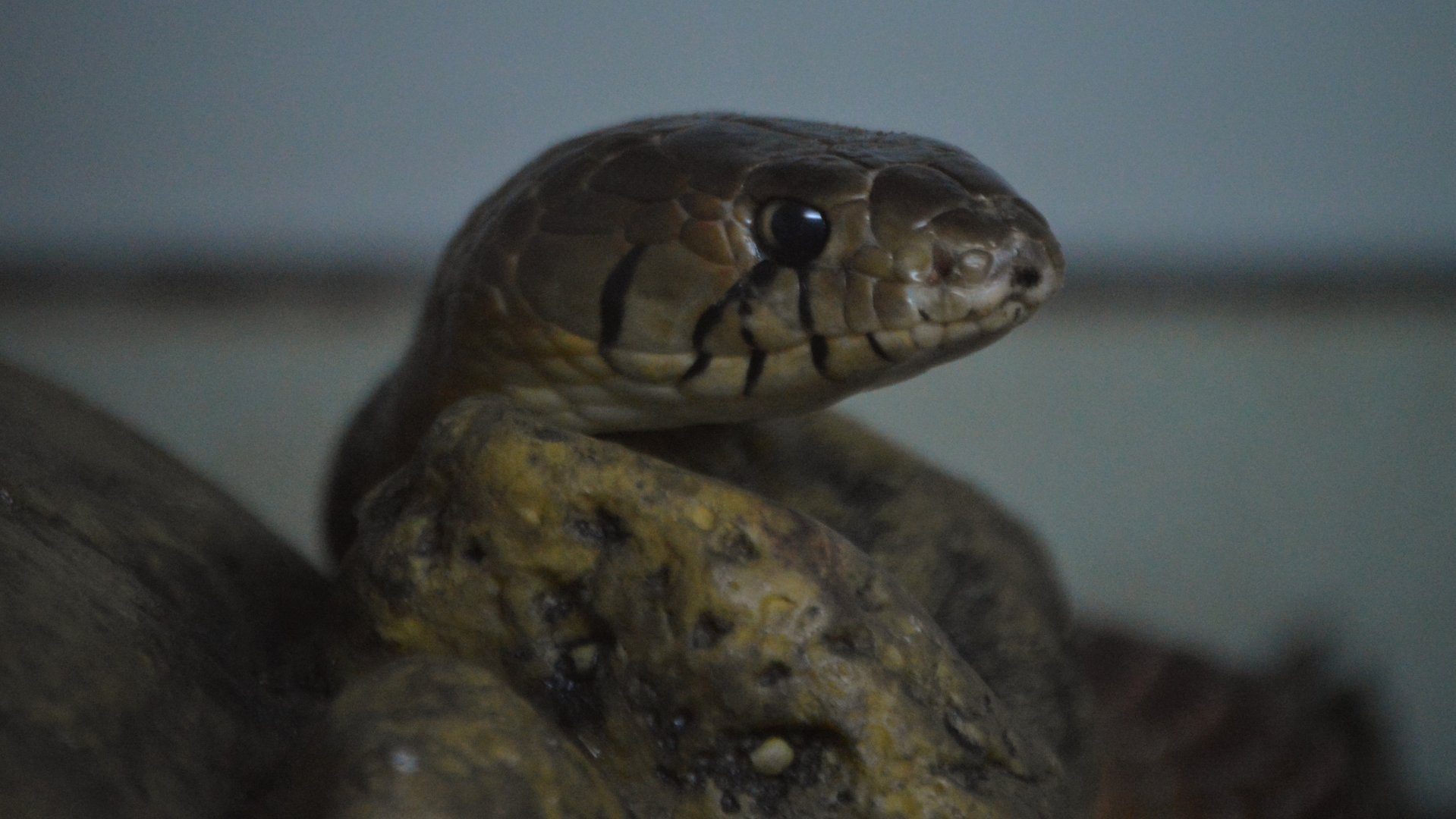 Drymarchon melanurus melanurus