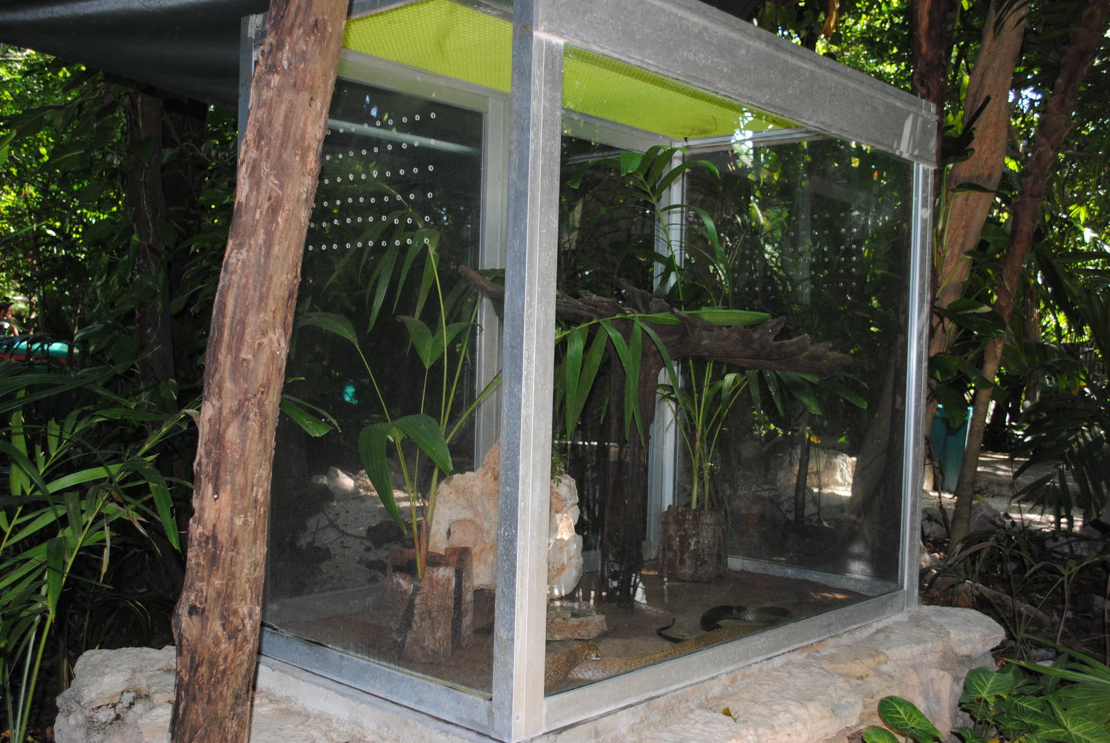 Drymarchon melanurus terrarium