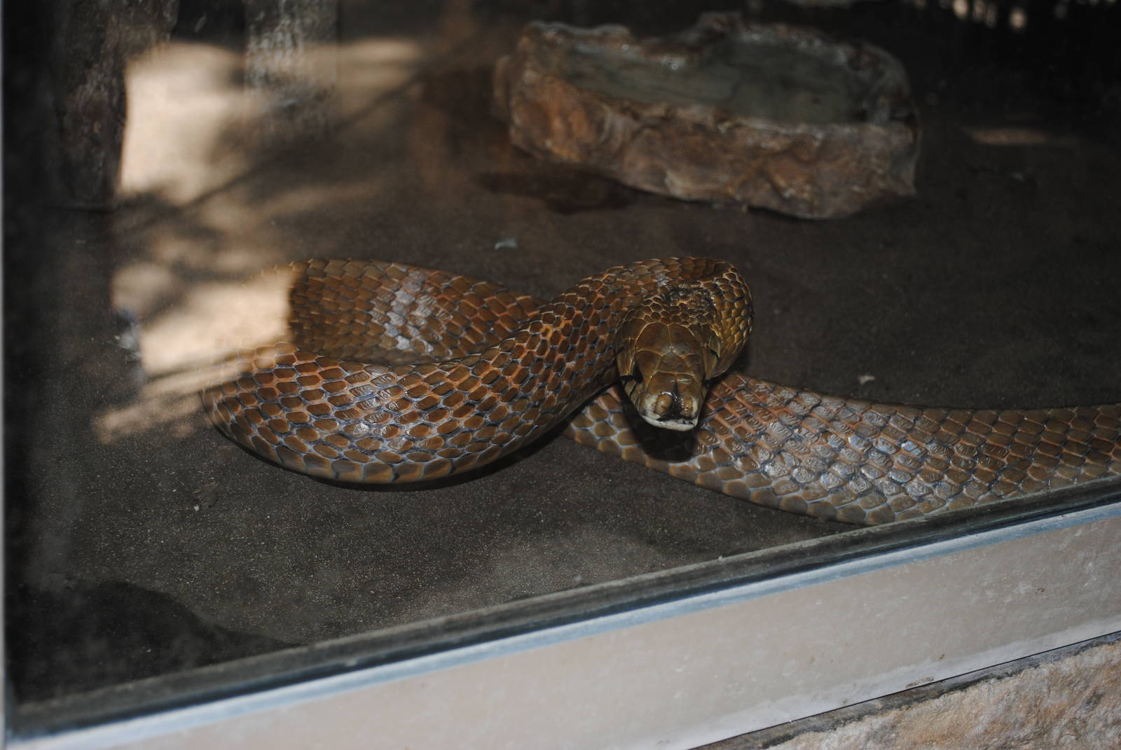 Drymarchon melanurus