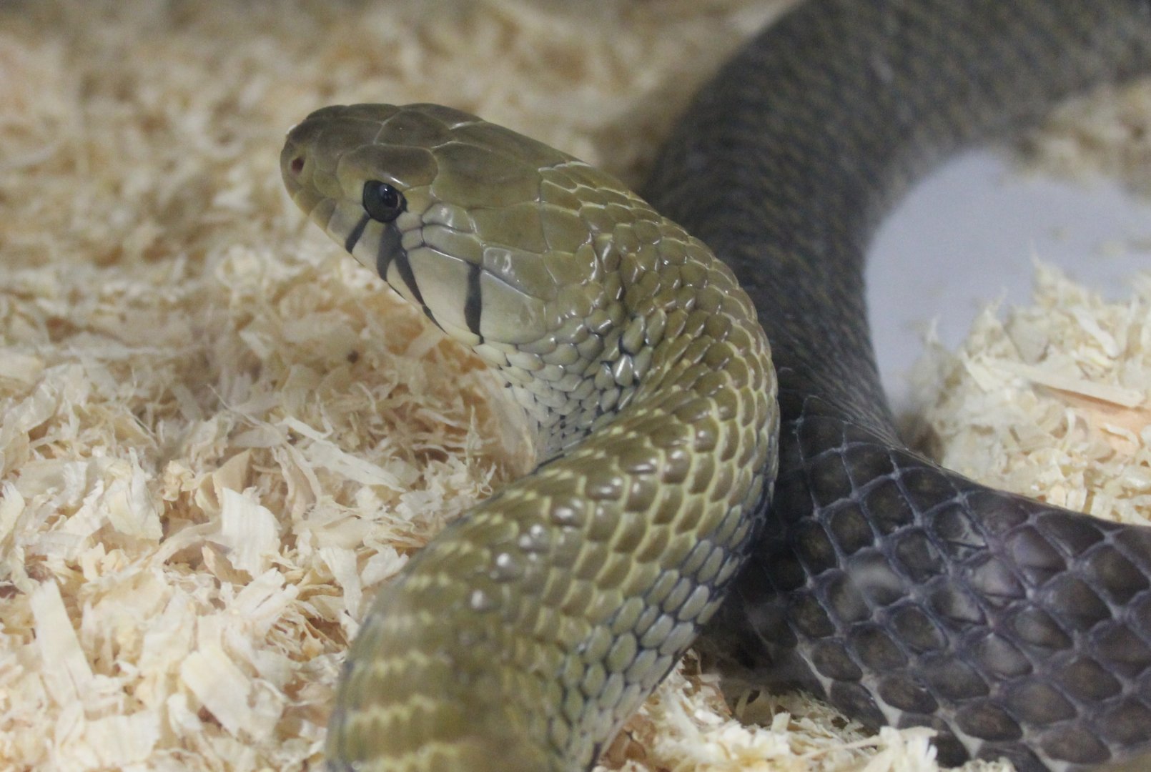 Drymarchon melanurus