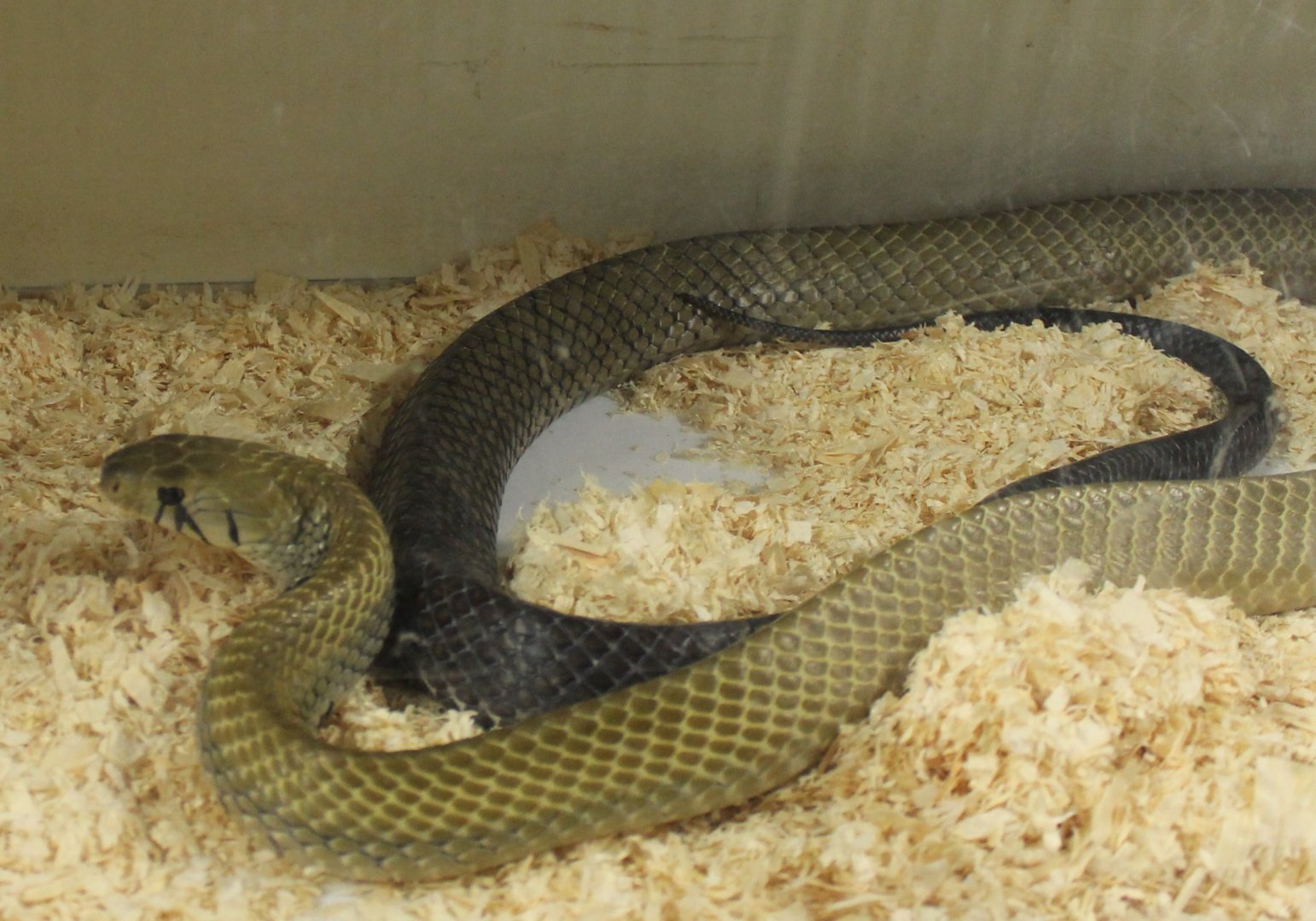 Drymarchon melanurus