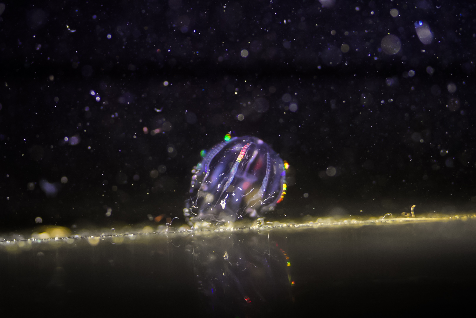 Dryodora glandiformis (Comb Jelly)