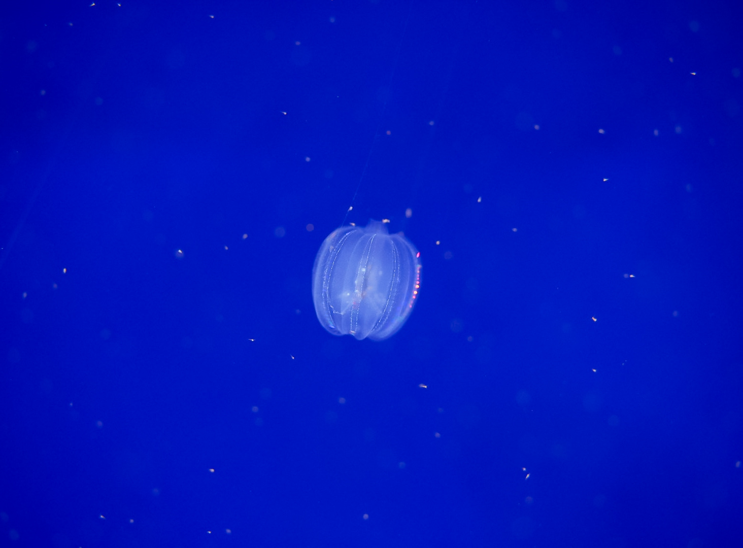 Dryodora glandiformis (Comb Jelly)