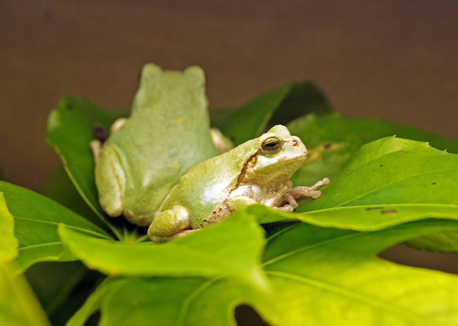 Dryophytes japonicus