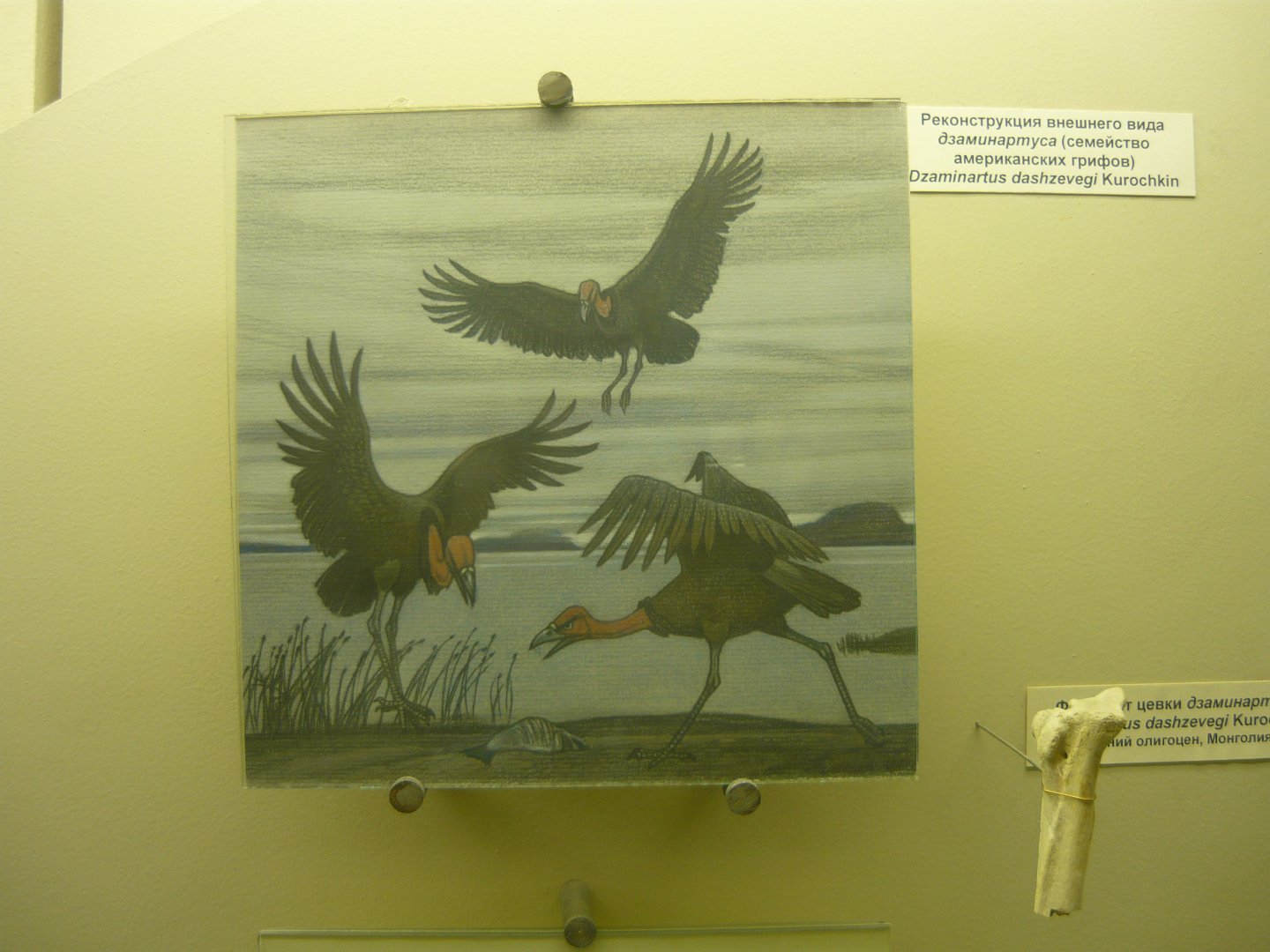 Dsaminartus dashzevegi reconstruction