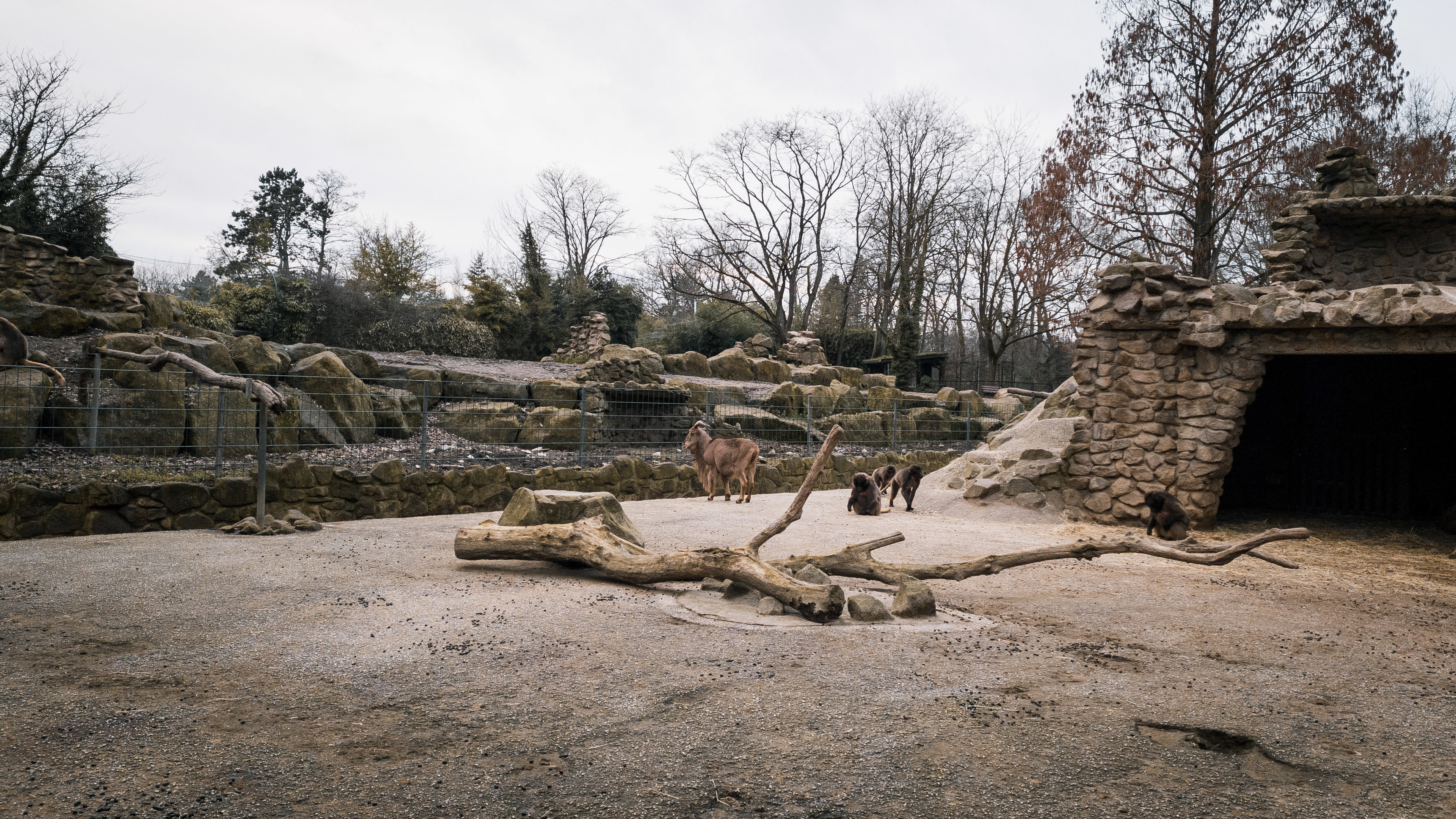Dschelada Group 2 with Barbary Sheep