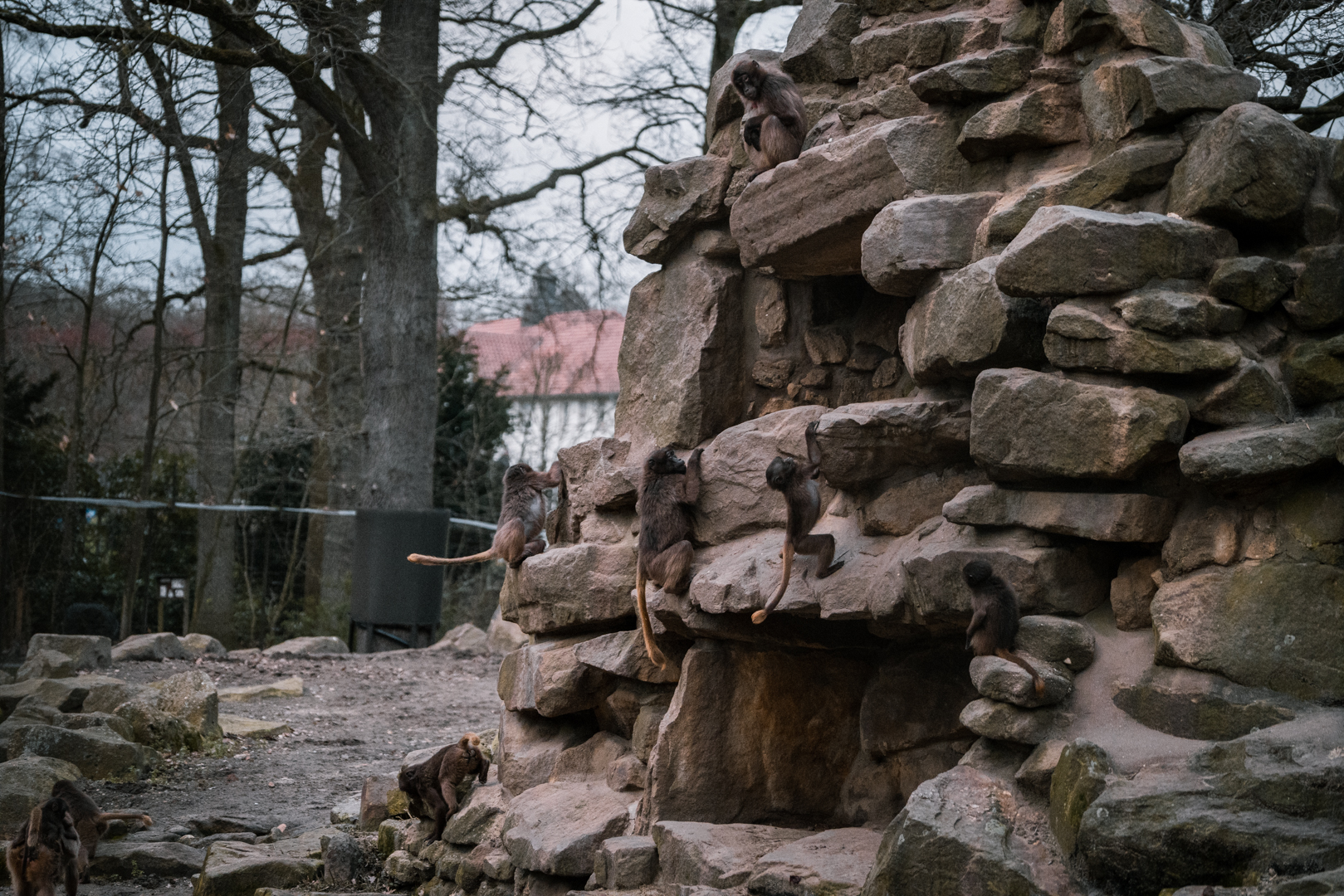 Dschelada young playing