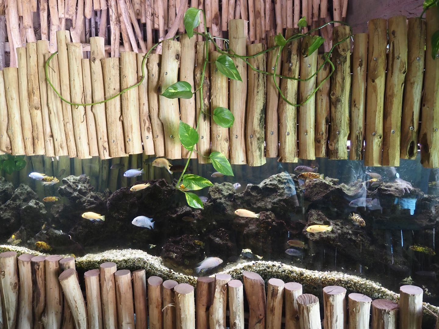 Dschungel Abenteuer - African cichlid tank, 2024-08-05