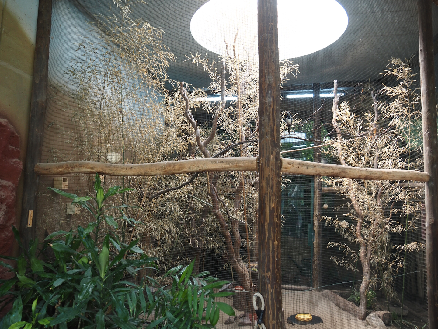 Dschungel Abenteuer - Aviary for small African birds, 2024-08-05