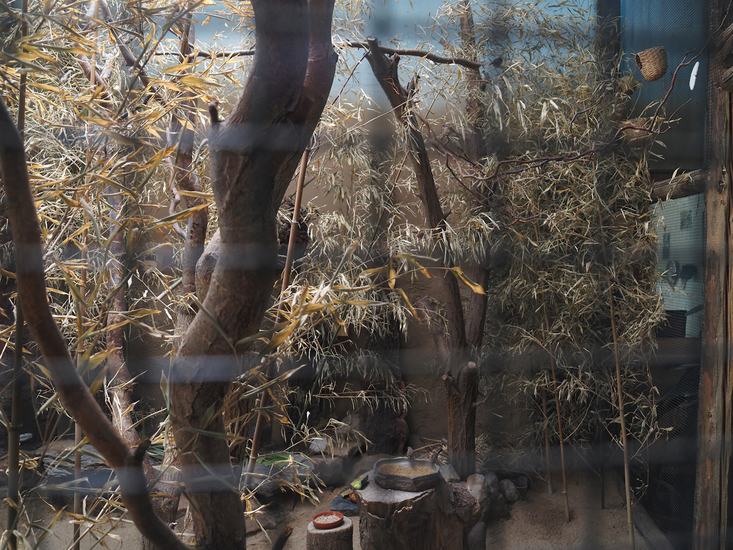 Dschungel Abenteuer - Aviary for small African birds, 2024-08-05