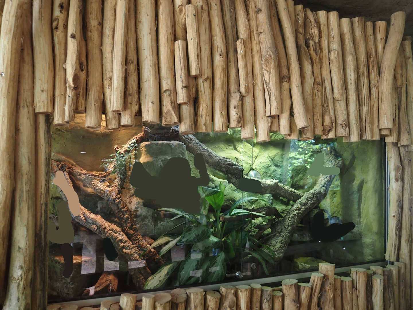 Dschungel Abenteuer - Ball python terrarium, 2024-08-05