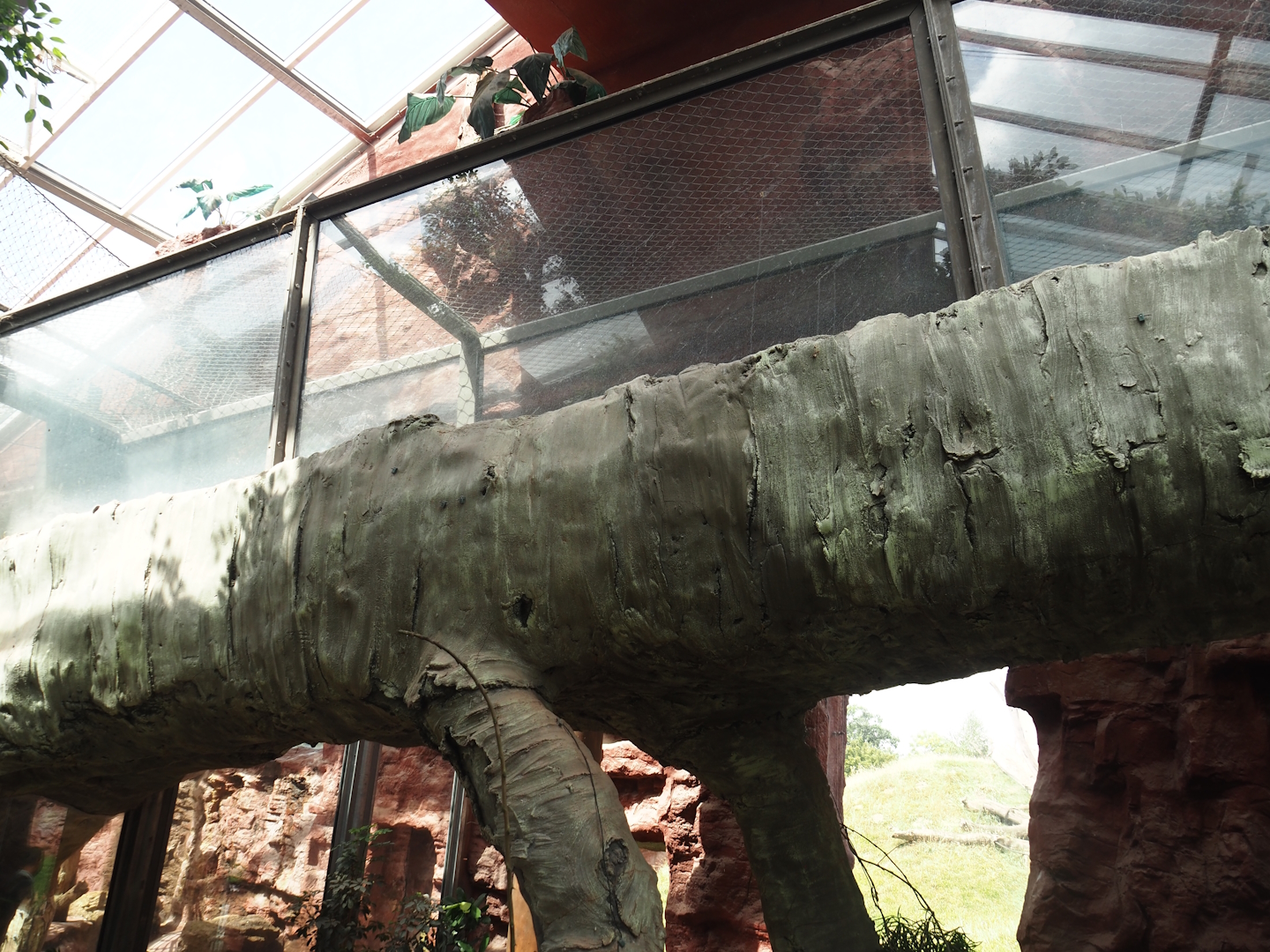 Dschungel Abenteuer - Chimpanzee crossing between indoor exhibits above visitor area 2024-08-05