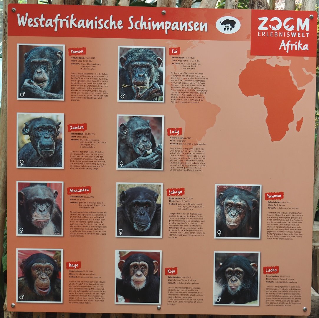 Dschungel Abenteuer - Chimpanzee group identification and information signage, 2024-08-05