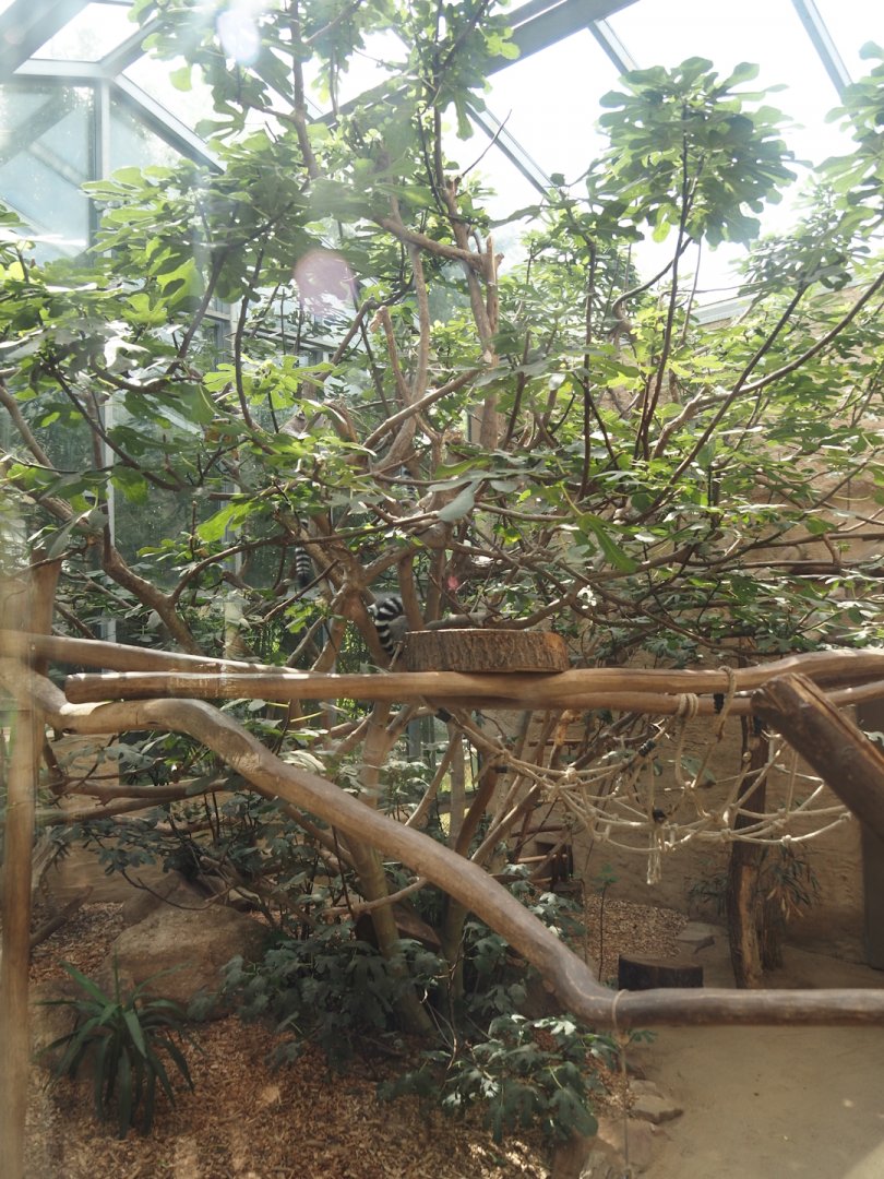 Dschungel Abenteuer - Crowned lemur and Ring-tailed lemur indoor exhibit, 2024-08-05