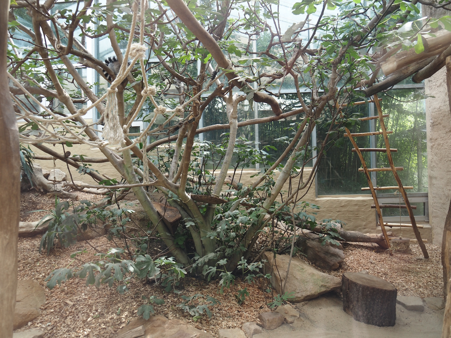 Dschungel Abenteuer - Crowned lemur and Ring-tailed lemur indoor exhibit, 2024-08-05