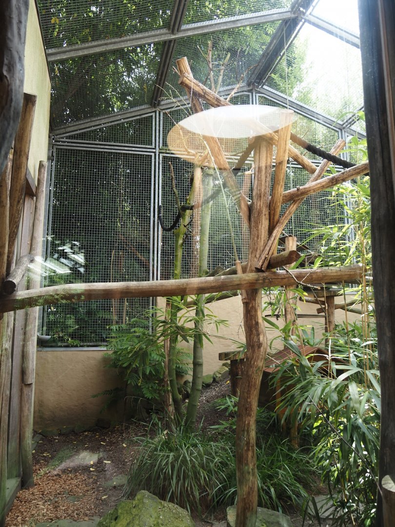 Dschungel Abenteuer - Crowned lemur and Ring-tailed lemur outdoor exhibit, 2024-08-05