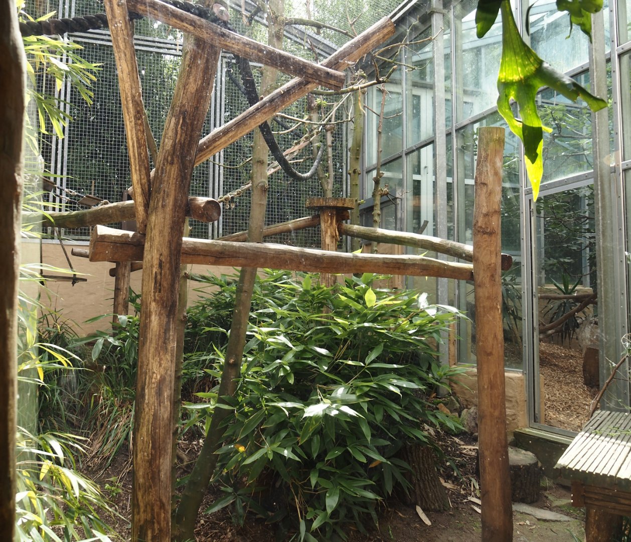 Dschungel Abenteuer - Crowned lemur and Ring-tailed lemur outdoor exhibit, 2024-08-05