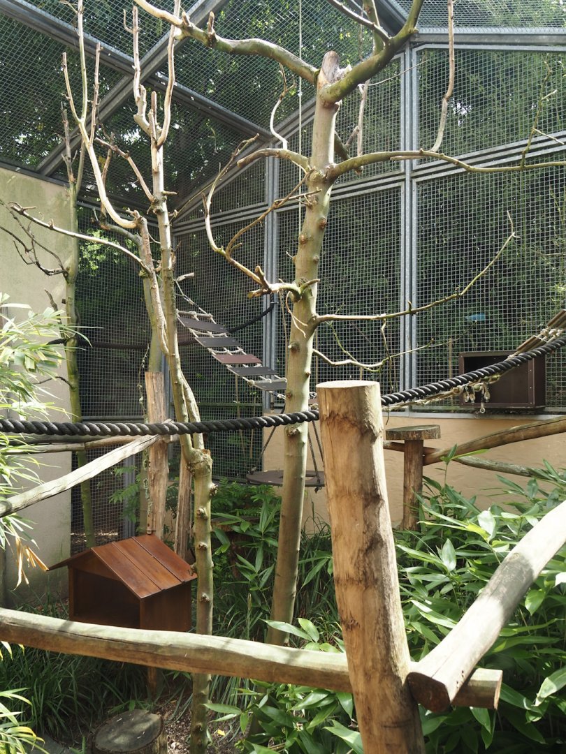 Dschungel Abenteuer - Crowned lemur and Ring-tailed lemur outdoor exhibit, 2024-08-05