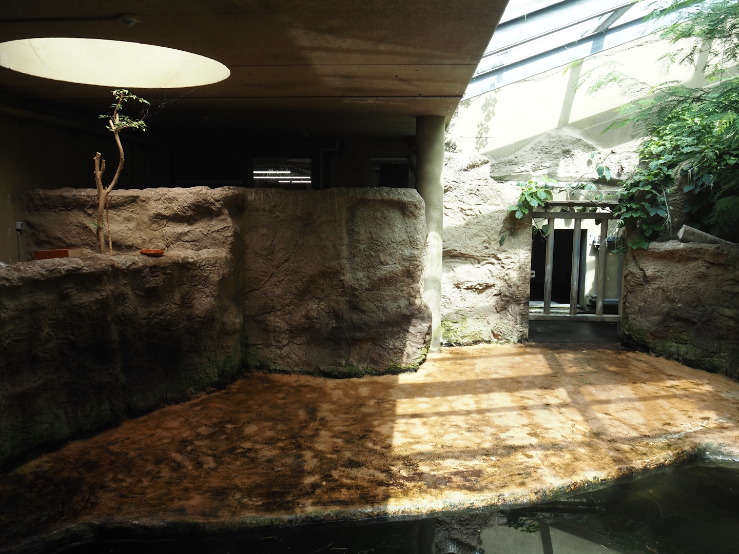 Dschungel Abenteuer - First smaller hippopotamus indoor exhibit in area with free-ranging birds, 2024-08-05