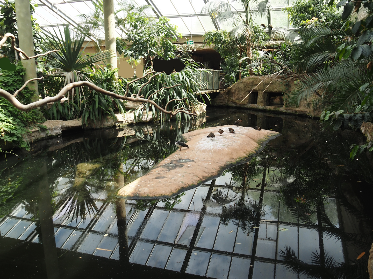 Dschungel Abenteuer - Large hippopotamus indoor exhibit in area with free-ranging birds, 2024-08-05