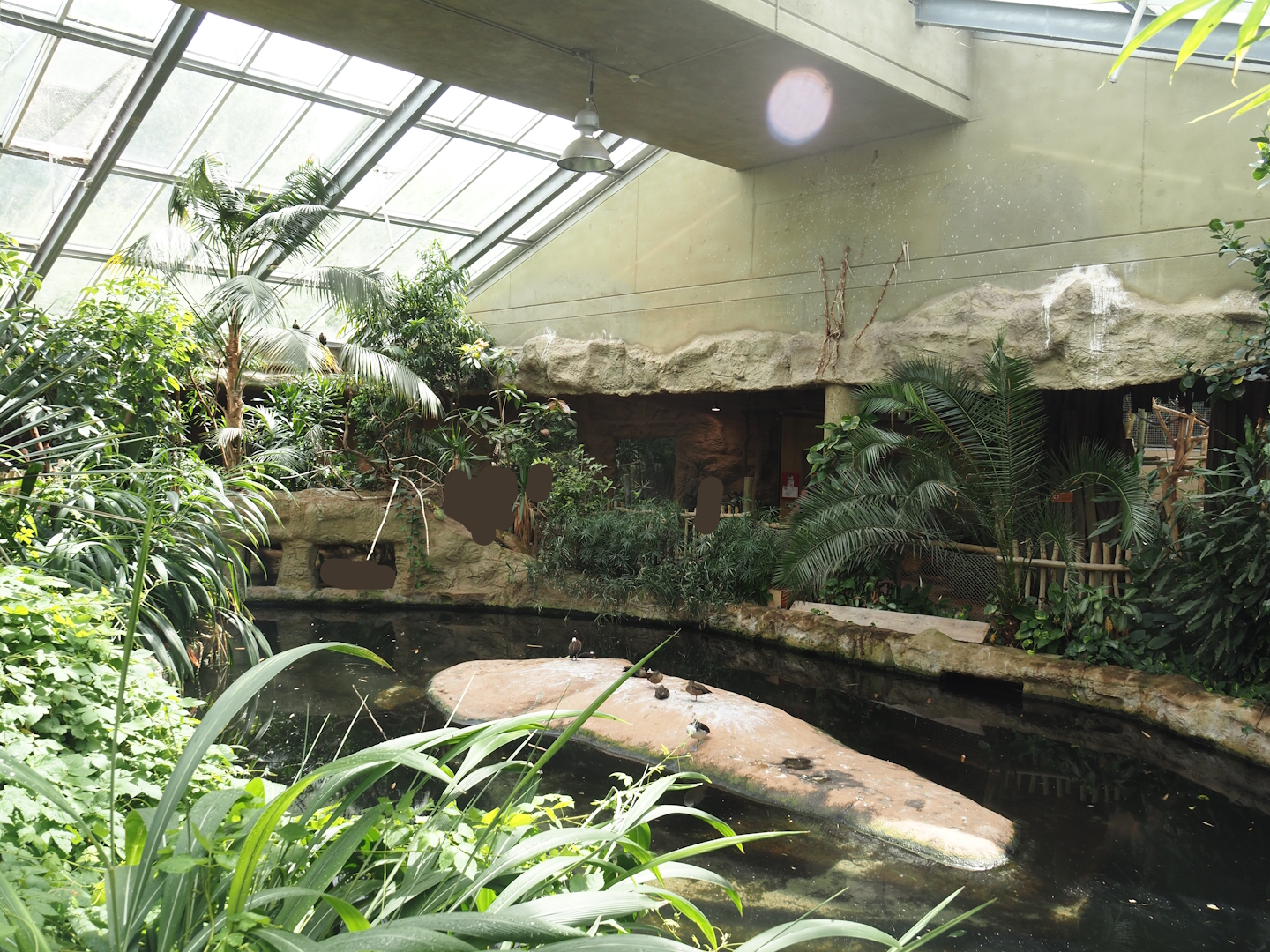 Dschungel Abenteuer - Large hippopotamus indoor exhibit in area with free-ranging birds, 2024-08-05