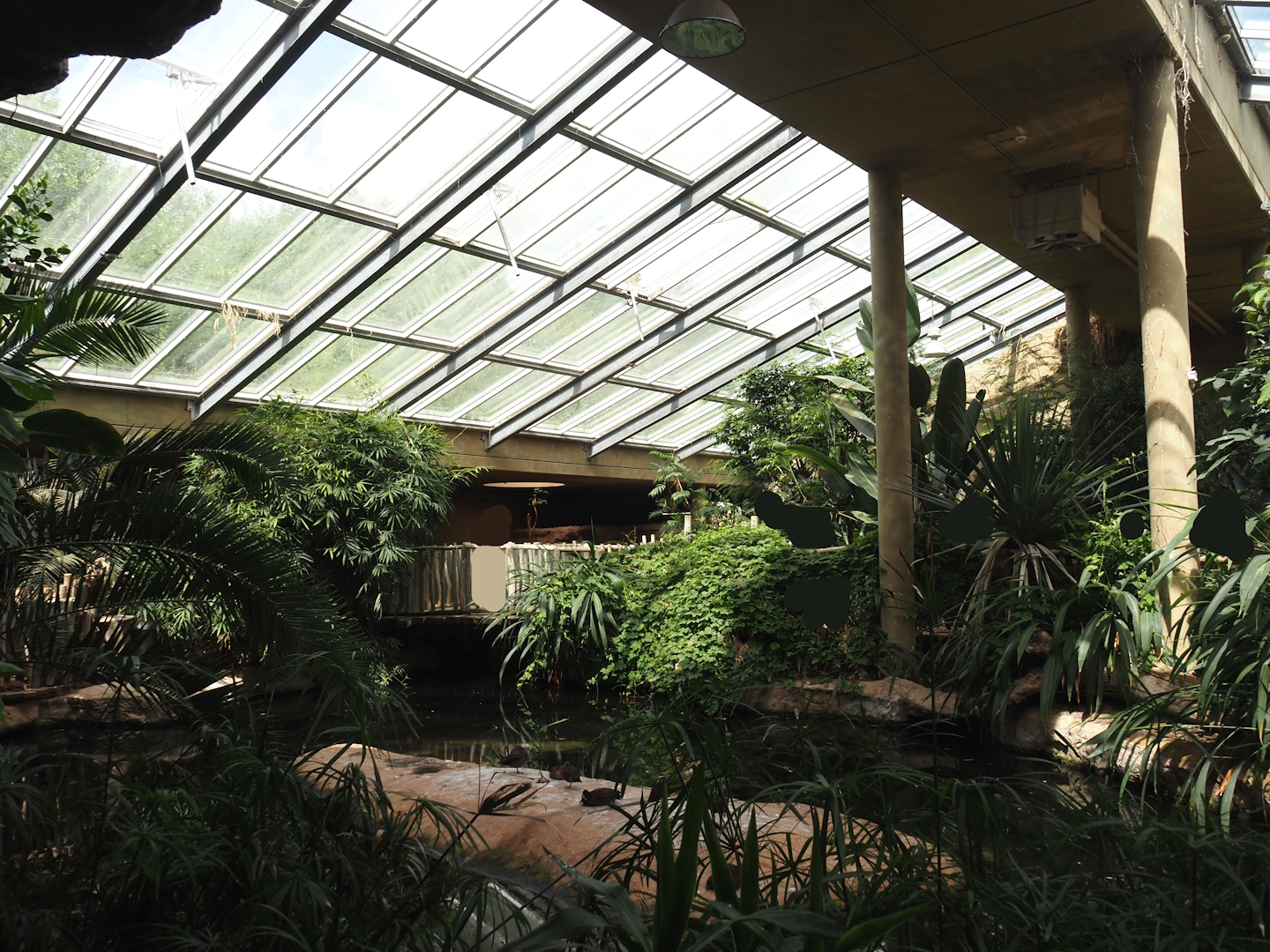 Dschungel Abenteuer - Large hippopotamus indoor exhibit in area with free-ranging birds, 2024-08-05