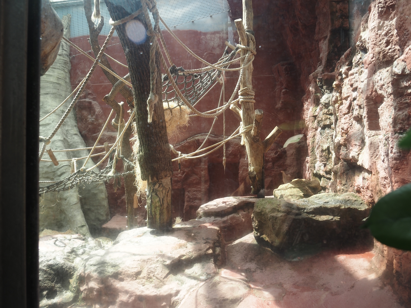 Dschungel Abenteuer - One of three chimpanzee indoor exhibits, 2024-08-05