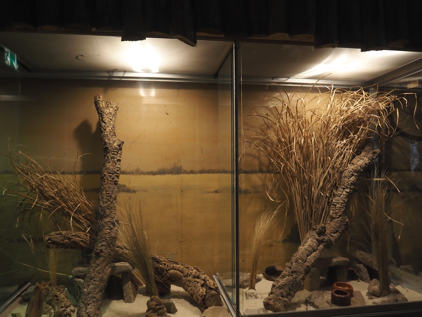 Dschungel Abenteuer - Round-eared elephant shrew exhibit, 2024-08-05