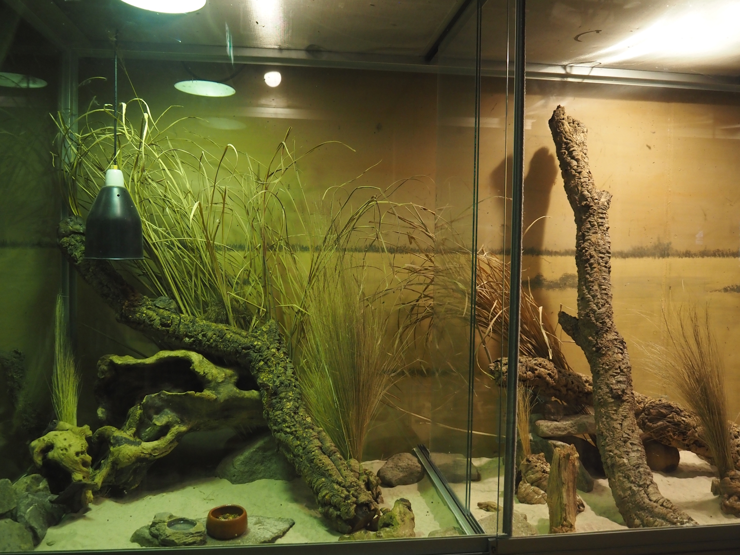 Dschungel Abenteuer - Round-eared elephant shrew exhibit, 2024-08-05