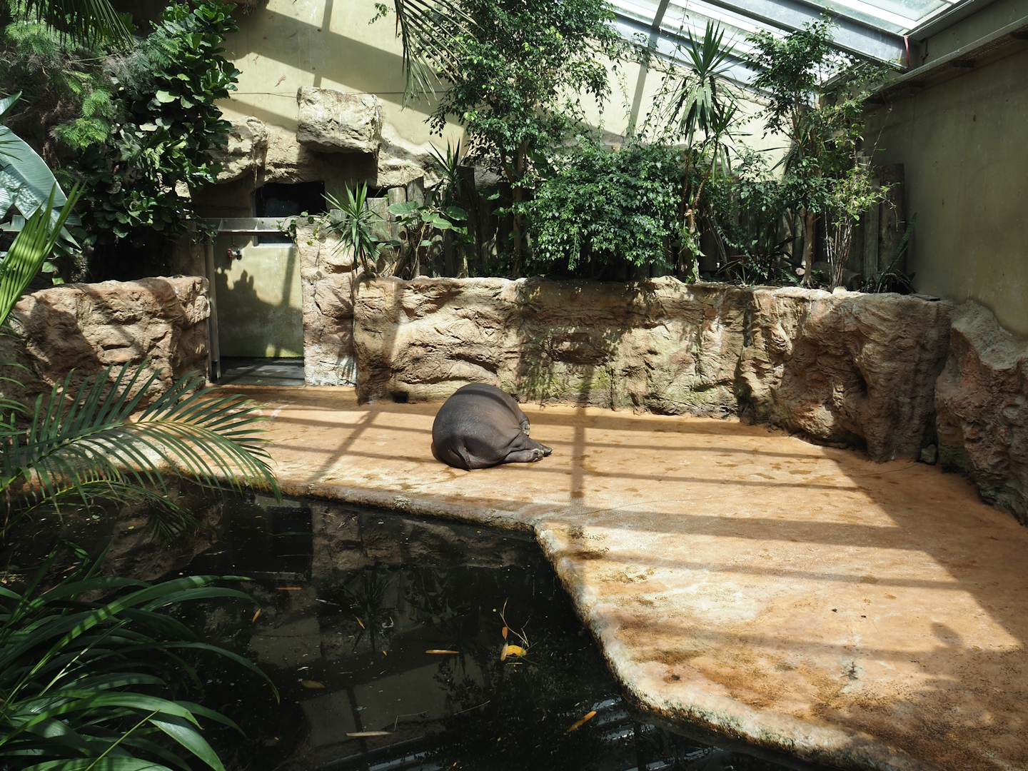 Dschungel Abenteuer - Second smaller hippopotamus indoor exhibit in area with free-ranging birds, 2024-08-05