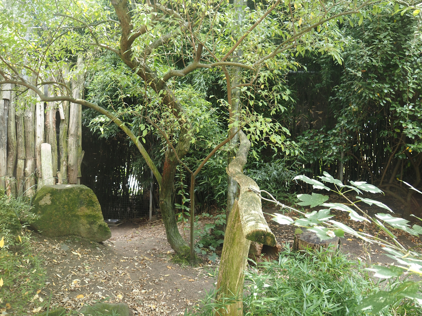 Dschungel Abenteuer - Serval exhibit, 2024-08-05