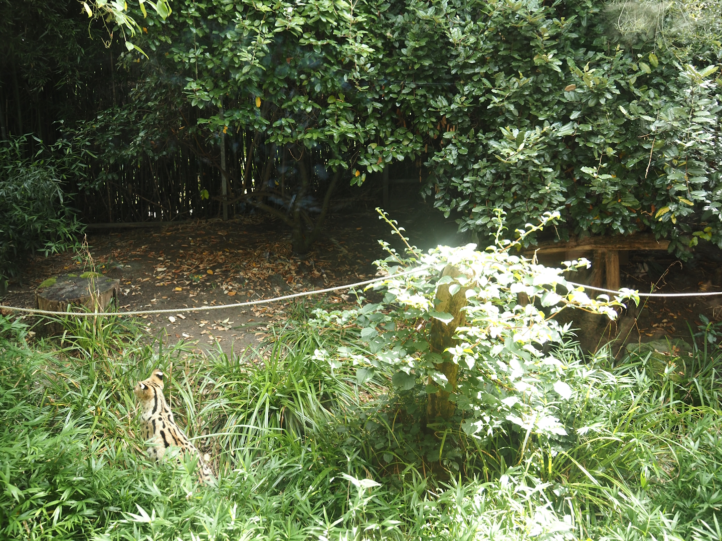 Dschungel Abenteuer - Serval exhibit, 2024-08-05