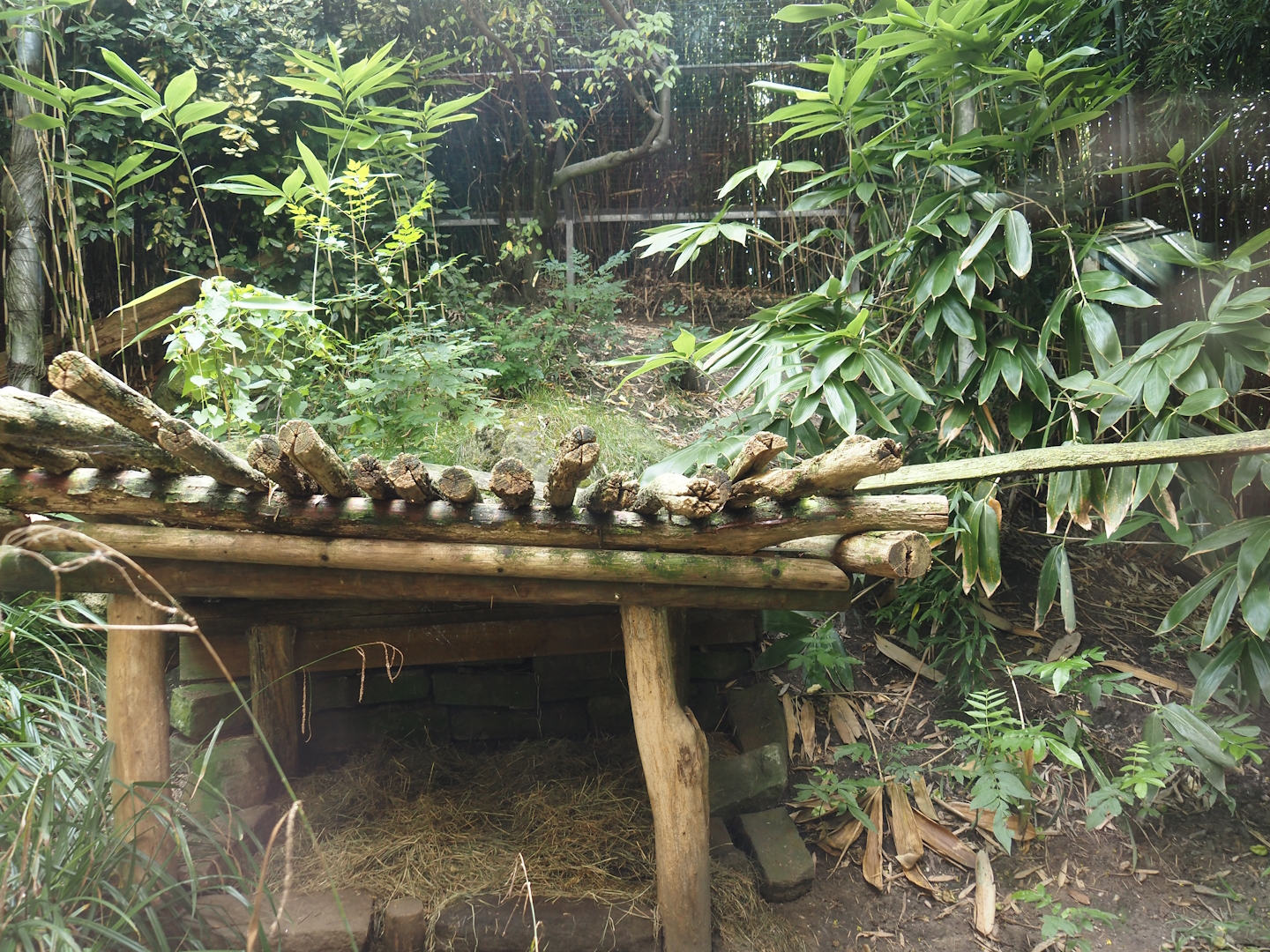 Dschungel Abenteuer - Serval exhibit, 2024-08-05