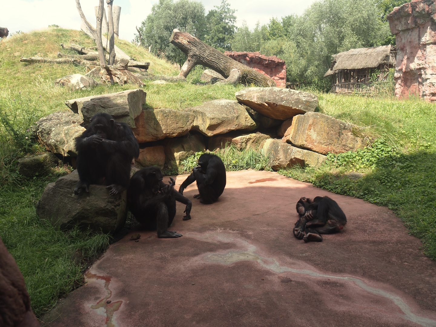 Dschungel Abenteuer - View onto chimpanzee island, 2024-08-05